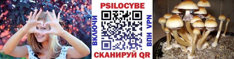 Купить где  Новоржев  Галлюциногенные грибы MAGIC MUSHROOMS 